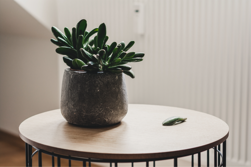 Solemn Succulent